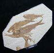 Knightia Fossil Fish Multiple Plate - Wyoming #10040-1